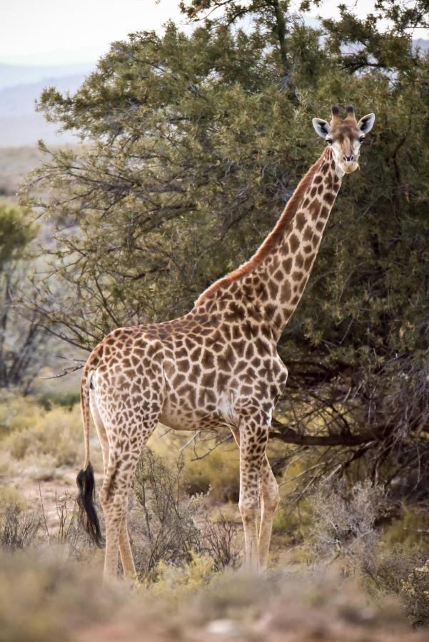 Mont Eco Game Reserve 몬터규 외부 사진