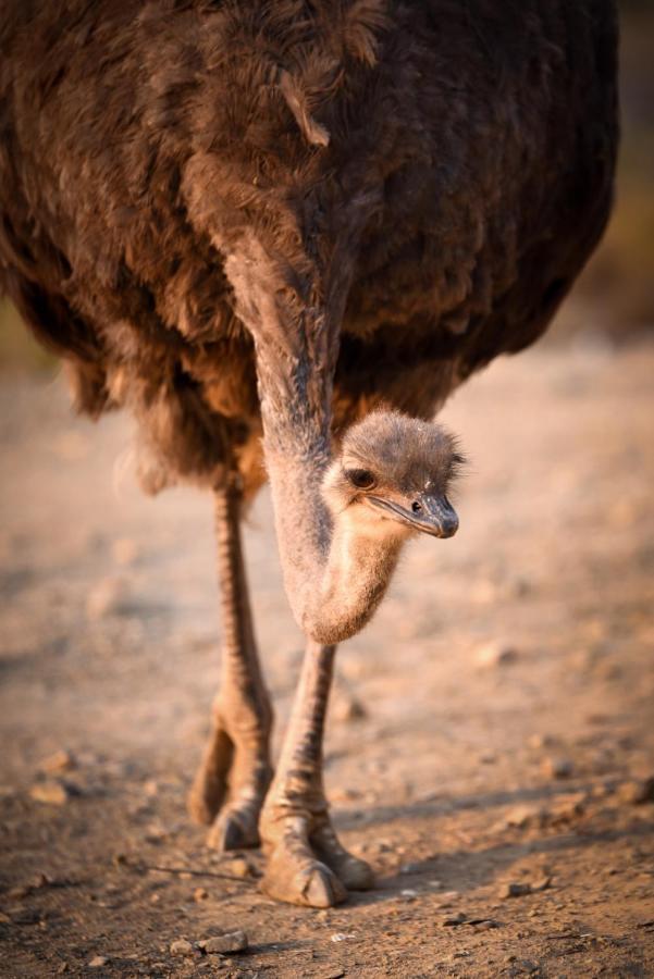 Mont Eco Game Reserve 몬터규 외부 사진