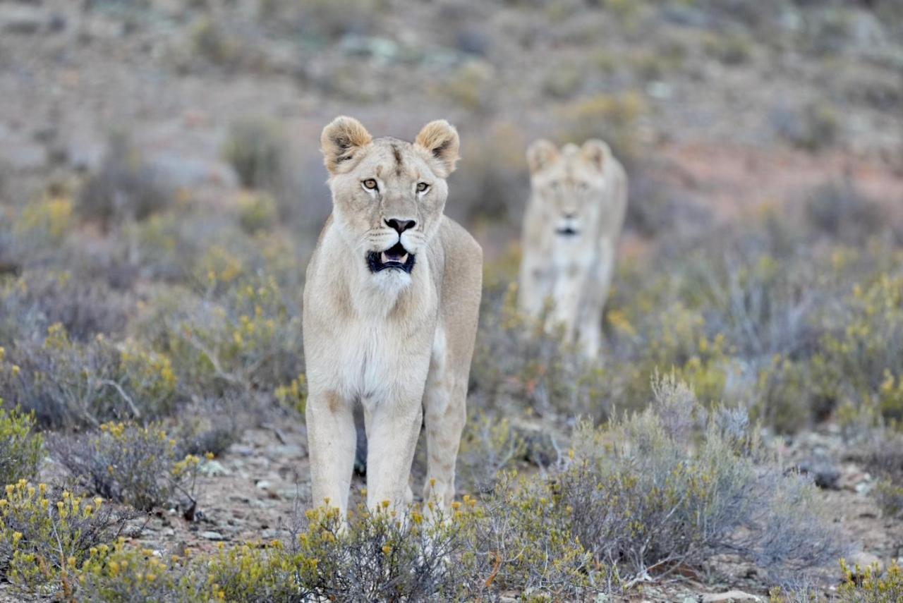 Mont Eco Game Reserve 몬터규 외부 사진