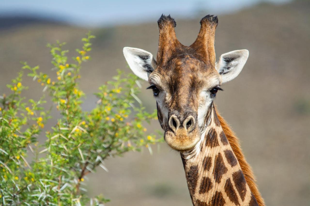 Mont Eco Game Reserve 몬터규 외부 사진