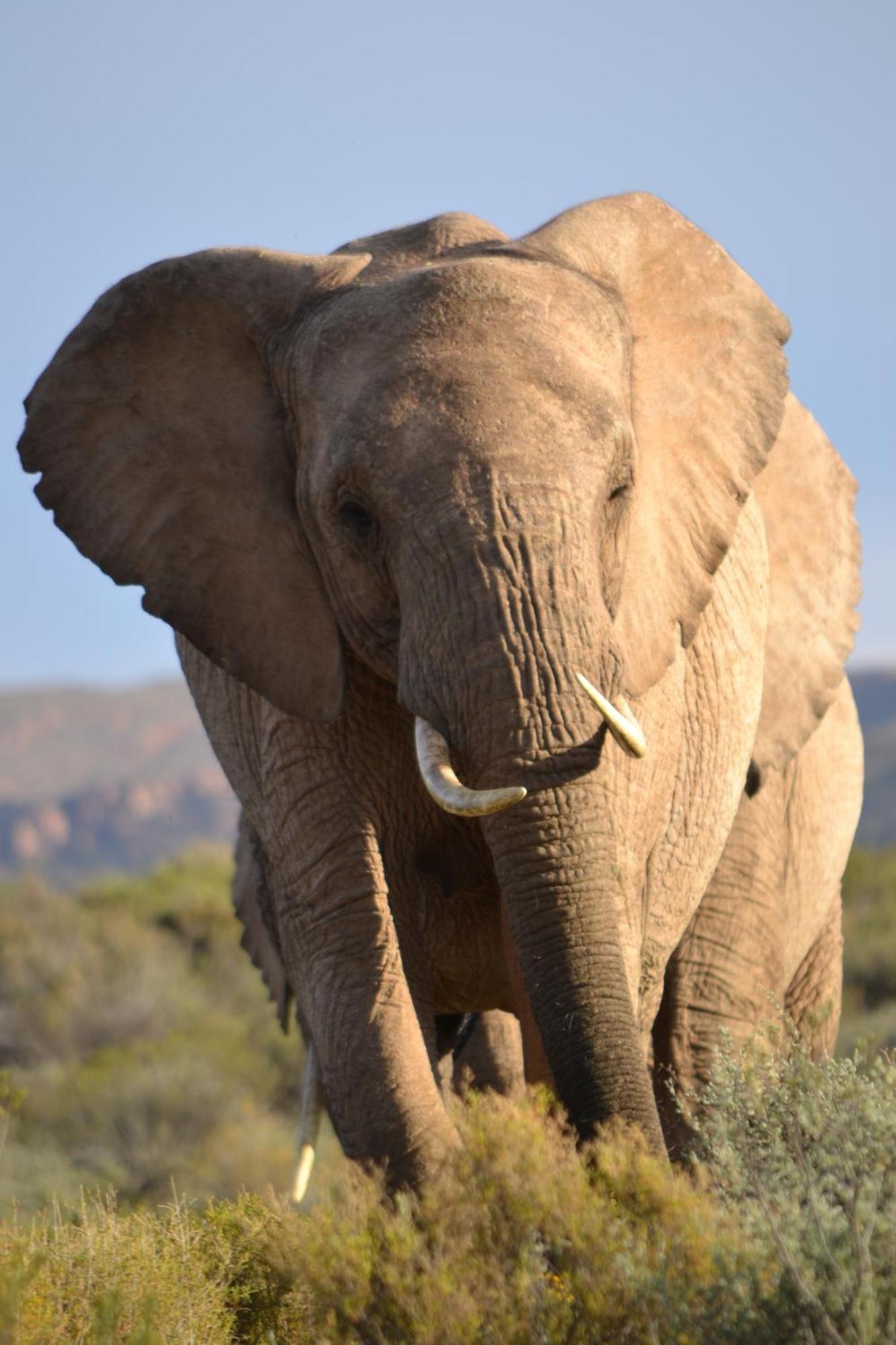 Mont Eco Game Reserve 몬터규 외부 사진