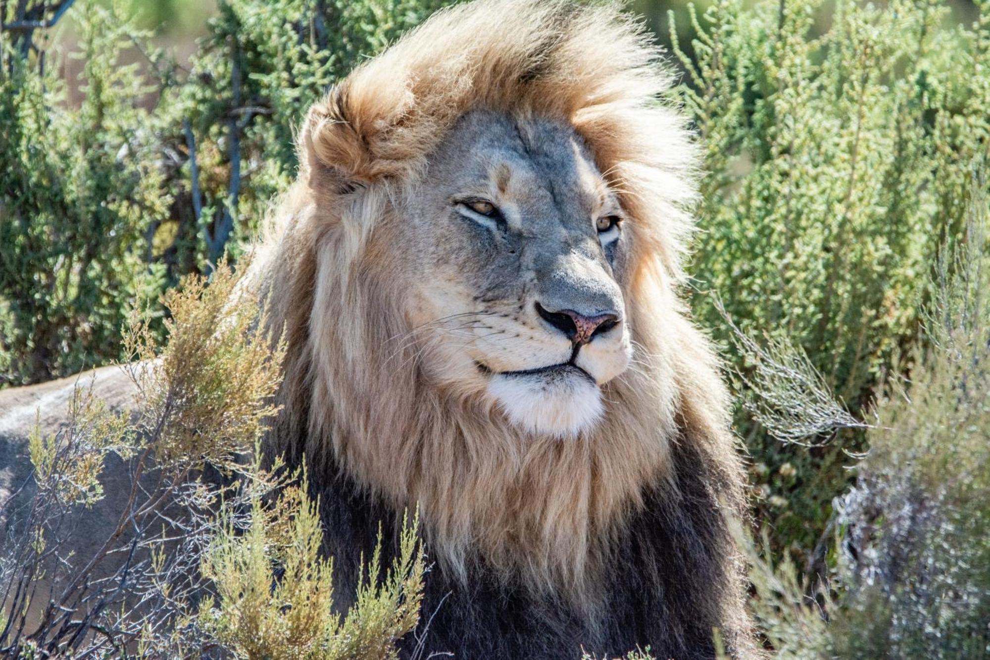 Mont Eco Game Reserve 몬터규 외부 사진